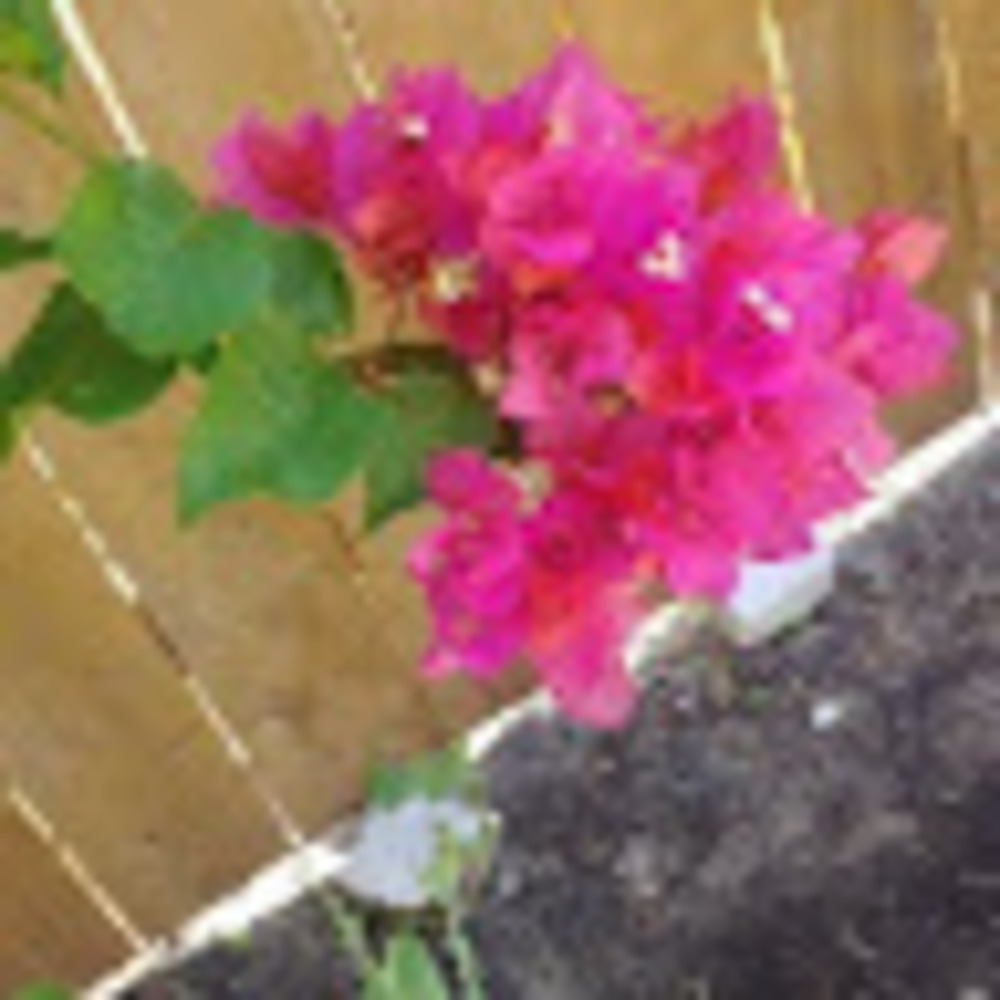 Meet your Posher, Crystal